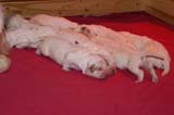 Pups_1week_old_n