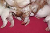 Pups_1week_old_q