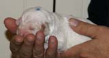 x_Boy_Blue_1week_old_b