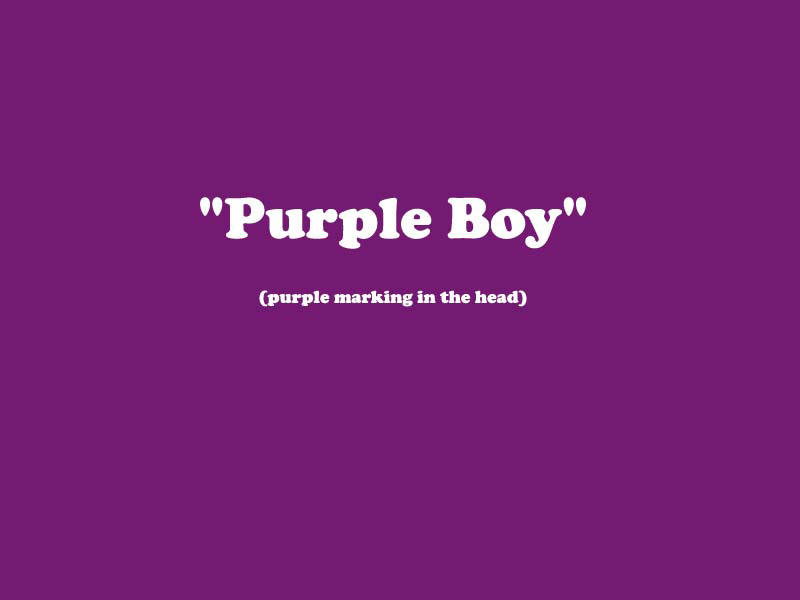 X_BOY_PURPLE