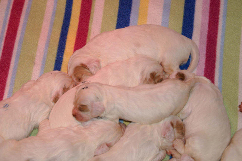 pups_2weeks_old_c