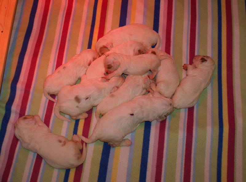 pups_2weeks_old_d