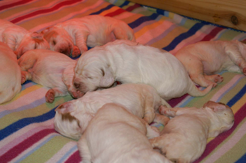 pups_2weeks_old_l