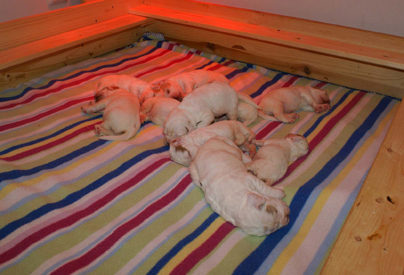 pups_2weeks_old_n