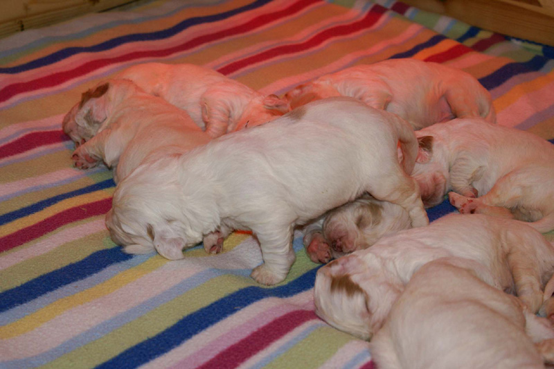 pups_2weeks_old_o