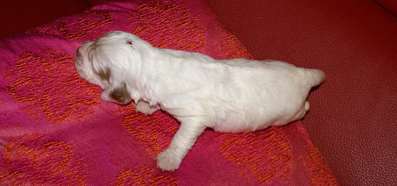 x_boy_bronze_2weeks_c