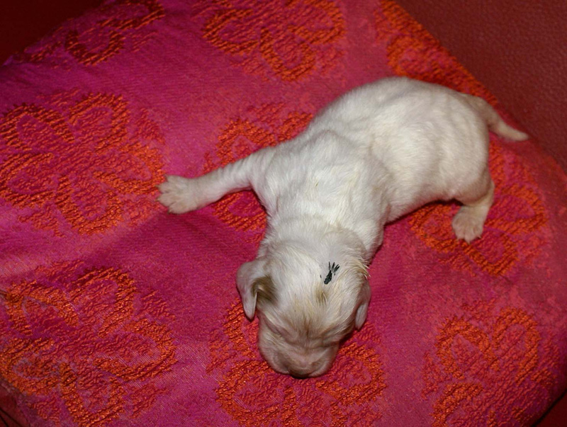 x_boy_green_2weeks_c