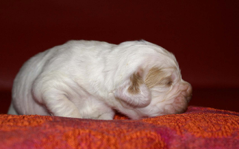 x_boy_purple_2weeks_a