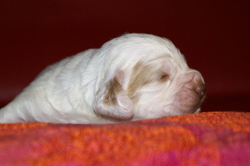 x_boy_purple_2weeks_b