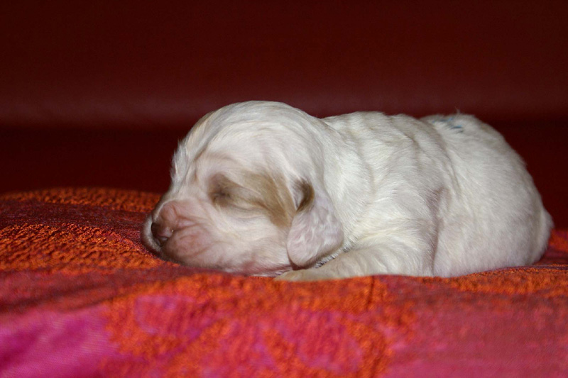 x_girl_blue_2weeks_a