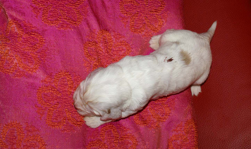 x_girl_bronze_2weeks_C