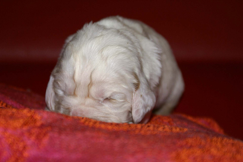 x_girl_bronze_2weeks_a