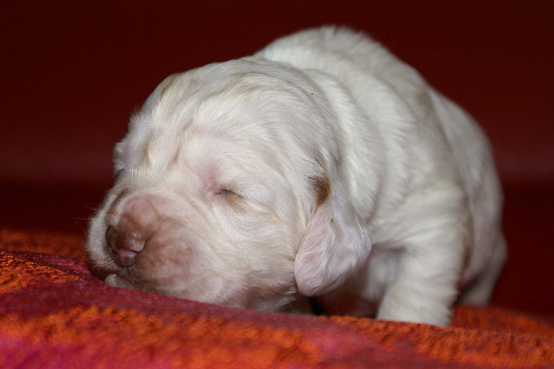 x_girl_bronze_2weeks_d