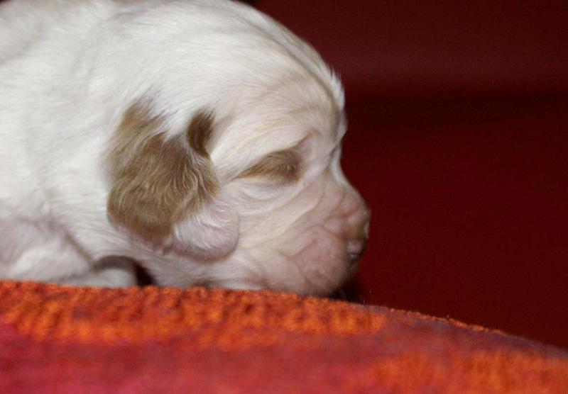 x_girl_pink_2weeks_a