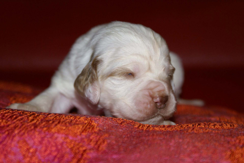 x_girl_pink_2weeks_c