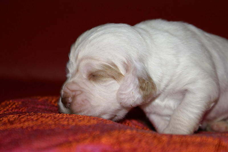 x_girl_pink_2weeks_d