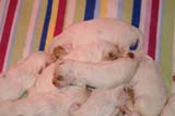 pups_2weeks_old_c