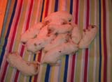 pups_2weeks_old_d