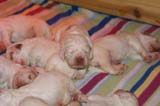 pups_2weeks_old_j