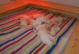 pups_2weeks_old_n