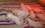 pups_2weeks_old_q