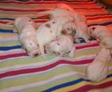 pups_2weeks_old_s