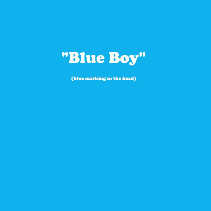 X_BOY_BLUE
