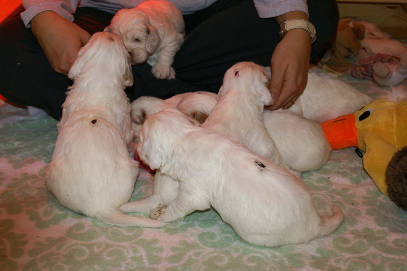 pups_3weeks_old_f