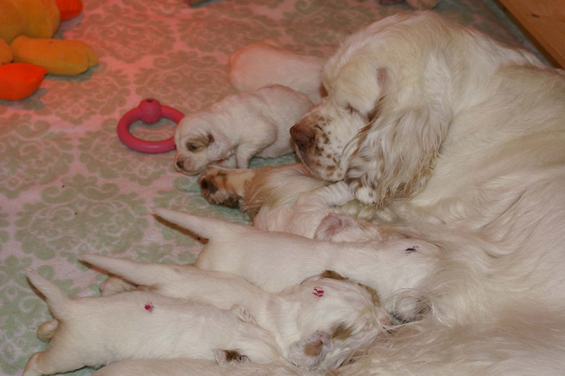 pups_3weeks_old_q