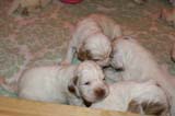 pups_3weeks_old_j
