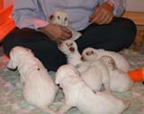 pups_3weeks_old_m