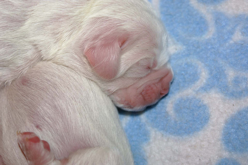 Pups_5days_old_i