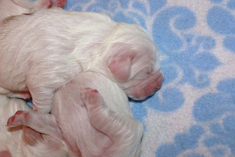 Pups_5days_old_j