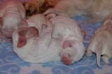 Pups_5days_old_b