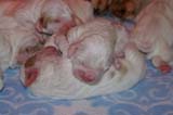 Pups_5days_old_c