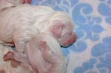 Pups_5days_old_j