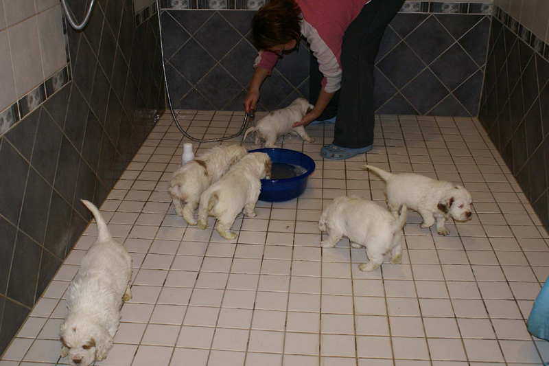 a_pups_bathing_nearly_6weeks_old_i