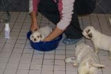 a_pups_bathing_nearly_6weeks_old_g