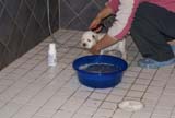 a_pups_bathing_nearly_6weeks_old_h