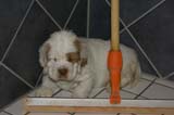 a_pups_bathing_nearly_6weeks_old_o