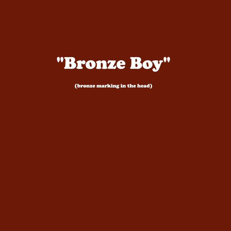 X_BOY_BRONZE