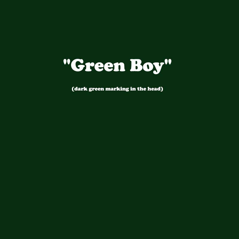 X_BOY_GREEN