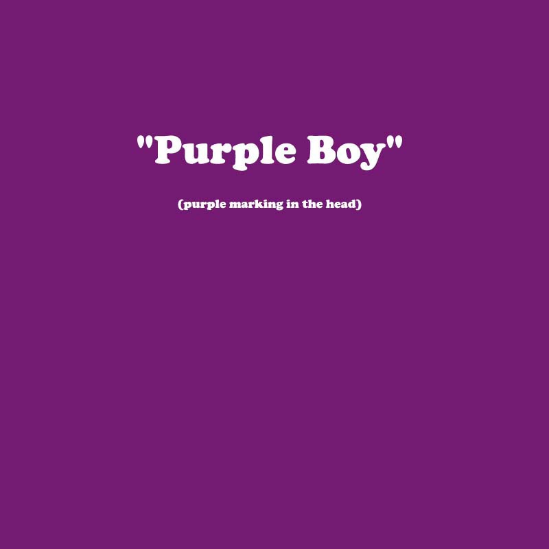 X_BOY_PURPLE