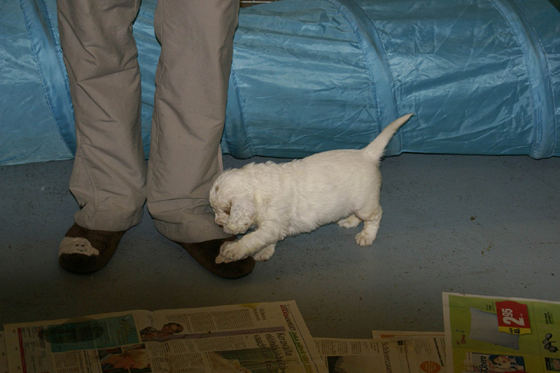 pups_almost_5weeks_old