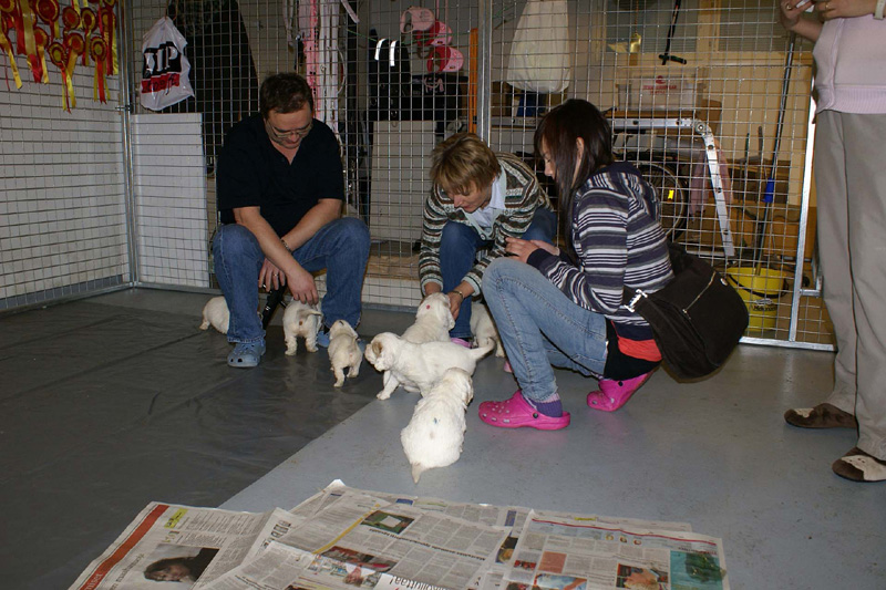 pups_almost_5weeks_old_b