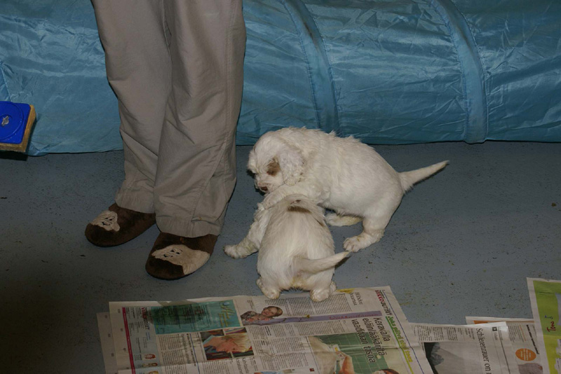 pups_almost_5weeks_old_d