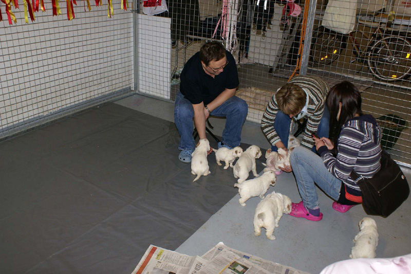 pups_almost_5weeks_old_e