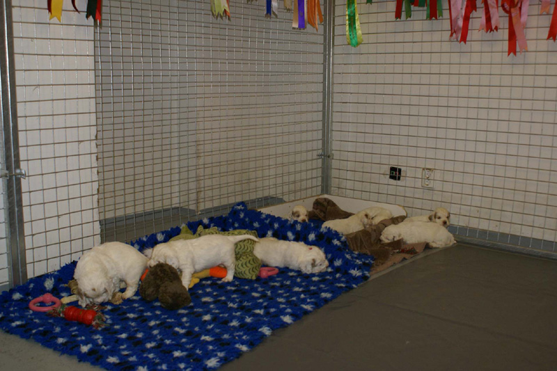 pups_almost_5weeks_old_m