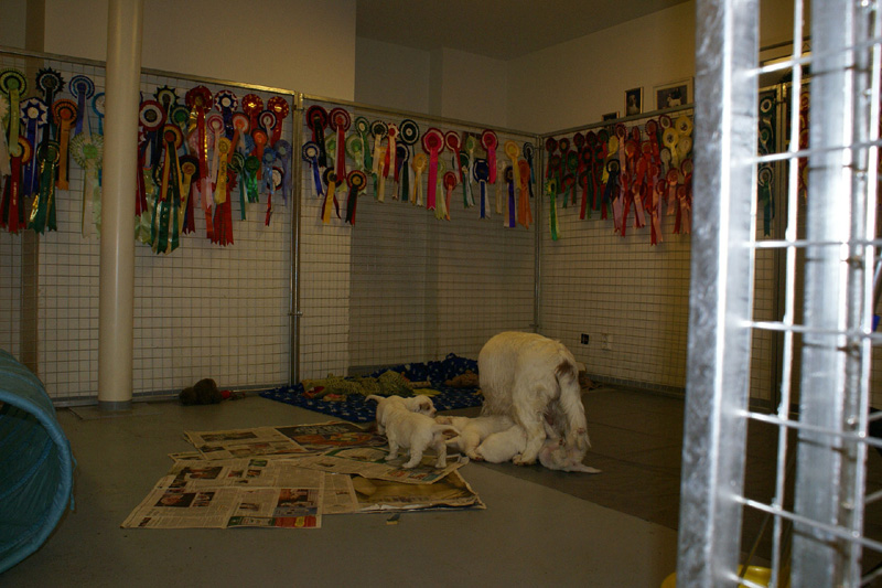 pups_almost_5weeks_old_n