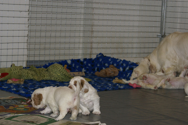 pups_almost_5weeks_old_r